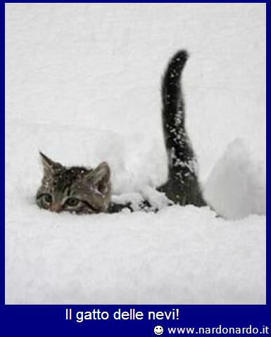 gatto-delle-nevi